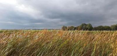 a field of tall grass with trees in the background at Tuinhuis in Lutjewinkel