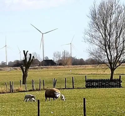 two animals grazing in a field with windmills in the background at Tuinhuis in Lutjewinkel