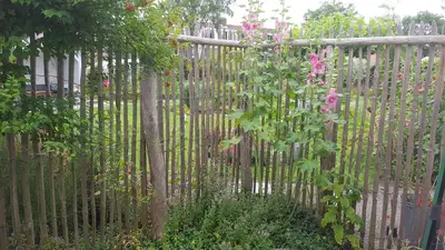 a wooden fence with pink flowers growing on it at Bijzonder Bakkum in Castricum