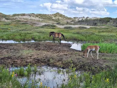 two animals standing in a field near some water at Bijzonder Bakkum in Castricum