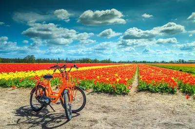 an orange bike parked in front of a field of flowers at Apartment Kerkplein 7A in Zandvoort