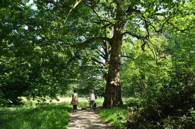 two people walking down a path through a tree at Gasterij Leyduin in Vogelenzang