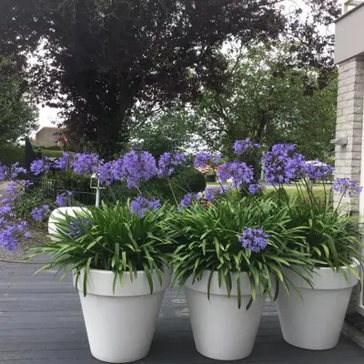 three large white pots filled with purple flowers at Aan de Vecht in Nederhorst den Berg