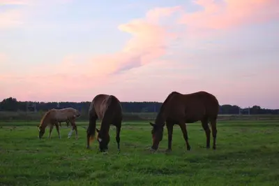 three horses grazing in a field of grass at Lelymare Logies in Lelystad