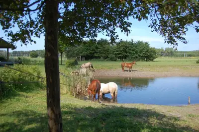 a group of horses drinking water from a pond at Lelymare Logies in Lelystad