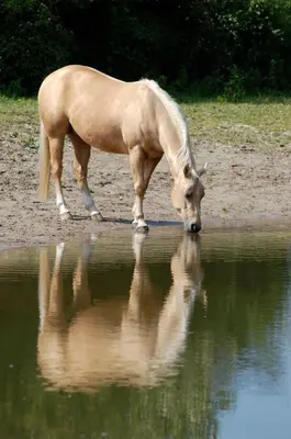 a horse drinking from a body of water at Lelymare Logies in Lelystad