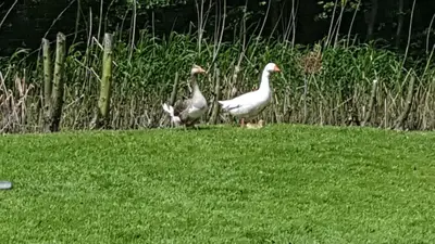three geese standing on the grass in a yard at Bed & Breakfast De Koegang in Zuidermeer