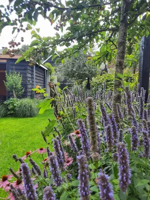 a garden with purple flowers and a tree at Inn the Green in Zeist