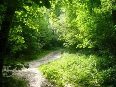 a dirt road in the middle of a forest at Houseboat Vliegenbos in Amsterdam