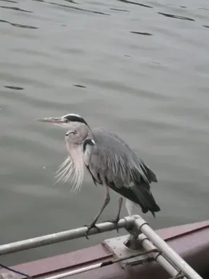 a bird standing on the edge of a boat at Houseboat Vliegenbos in Amsterdam