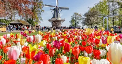 a field of colorful flowers with a windmill in the background at casa Heemskerk in Noordwijk
