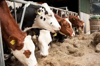 a group of cows eating hay in a barn at Apartement De Vosseburch in Langeraar