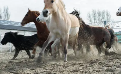 a group of horses running in the dirt at Apartement De Vosseburch in Langeraar