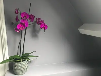 a vase with purple flowers sitting on a window sill at Bed and Breakfast The Rose in Haarlem