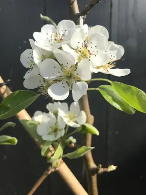 a group of white flowers on a tree branch at Saenliefde in Wormer