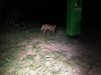 a cat walking in the grass in the dark at Familiehuis Achter de Duijnhoeve Bakkum in Zuidbakkum