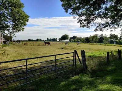 a group of horses grazing in a field with a fence at B&B Be Our Guest in Sint Maarten