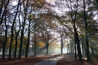 a tree lined road with fog in the distance at Vakantiewoning Seaewald in Zeewolde
