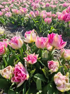 a bunch of pink flowers in a field at Tamar in Katwijk aan Zee