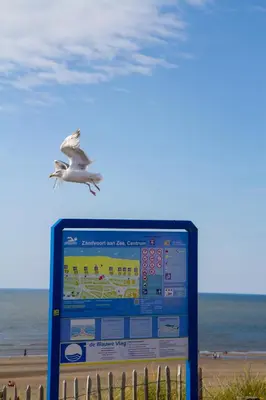 a bird flying over a sign at the beach at little ibiza in Zandvoort