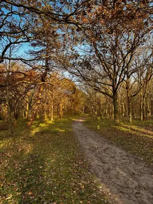 a dirt road in the middle of a forest at Cosy Casa in Egmond aan Zee