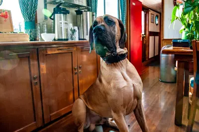 a large brown dog sitting on the floor with its mouth open at Amsterdam Hotelboat in Amsterdam