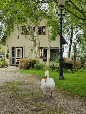 a white duck standing in front of a house at B&B ZusenZomer in Oostwoud