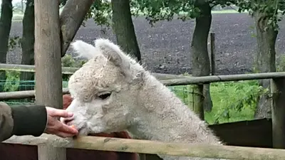 a person feeding a sheep over a fence at B&B ZusenZomer in Oostwoud