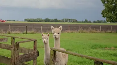 two llamas standing next to a fence in a field at B&B ZusenZomer in Oostwoud