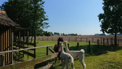 two llamas looking over a fence at a horse at B&B ZusenZomer in Oostwoud