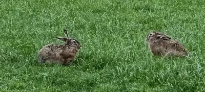 two rabbits sitting in a field of grass at B&B ZusenZomer in Oostwoud