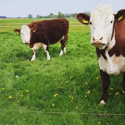 two cows standing in a field of grass at Ontbijt bij De Boerenmeid in Hoogwoud