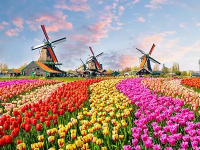 a field of tulips with windmills in the background at Tiny House Lindenhouse in Heemstede