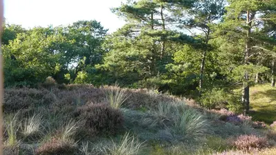 a field of tall grass with trees and bushes at 't Kasteeltje in Bergen