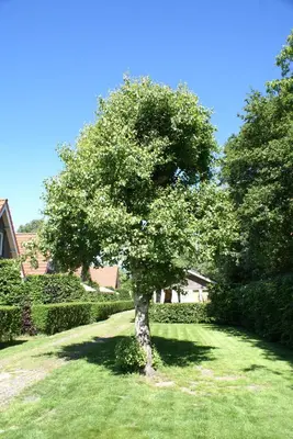 a tree in the middle of a grass field at Eureka Vakantiehuisjes in Schoorl
