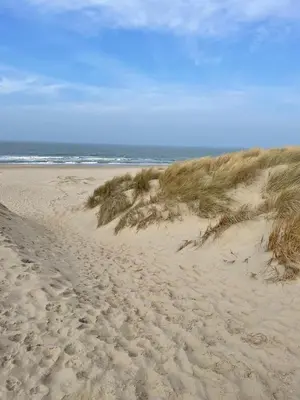 a sandy beach with some grass and the ocean at Eureka Vakantiehuisjes in Schoorl
