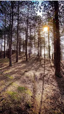 a forest of trees with the sun shining through at Eureka Vakantiehuisjes in Schoorl