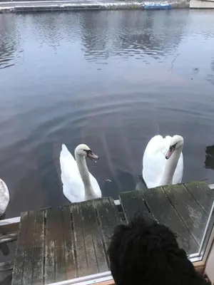 three swans swimming on a dock in the water at Morpheus in Amsterdam