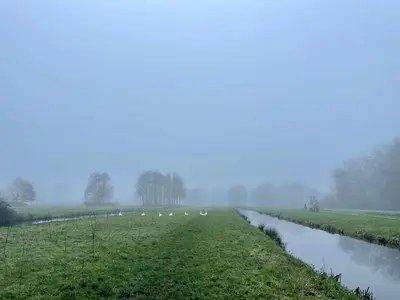 a group of birds walking along a river in the fog at The Outpost Lakehouse- enjoy our house at Reeuwijkse Plassen - near Gouda in Reeuwijk