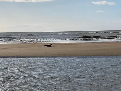 a dog laying on the beach next to the ocean at Sea in Egmond aan Zee