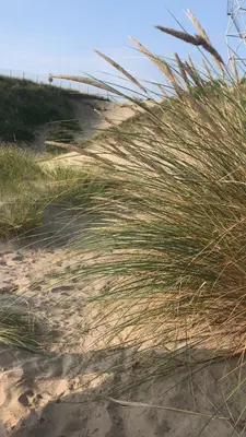 a field of tall grass on the side of a dirt road at Studio Pipper in Zandvoort