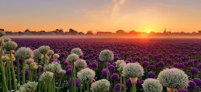 a field of purple and white flowers at sunset at 4T4 Apartment C in Egmond aan den Hoef