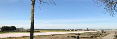a cemetery with a tree and a field of flowers at Bungalow 221 in Noordwijkerhout