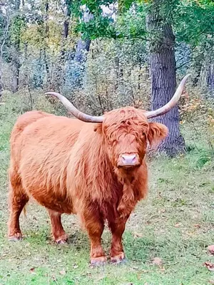 a brown bull with horns standing in a field at B&B Joeys place in Egmond aan Zee
