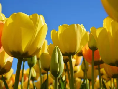 a group of yellow tulips against a blue sky at Holiday Home in Noordwijkerhout near Beach in Noordwijkerhout