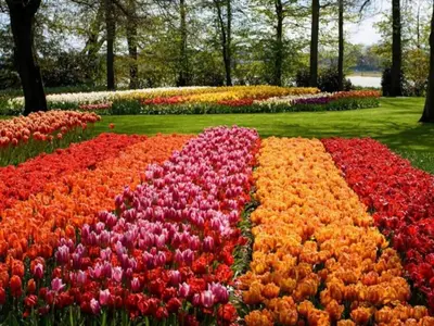 a field of colorful flowers in a park at Holiday Home in Noordwijkerhout near Beach in Noordwijkerhout