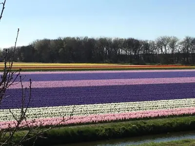 a large field of purple and white tulips at Holiday Home in Noordwijkerhout near Beach in Noordwijkerhout