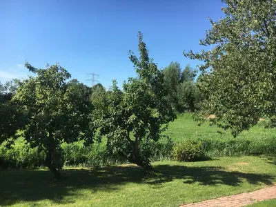 two trees in a grassy field with a blue sky at Mooi appartement in een prachtige fiets-wandelomgeving in Abcoude