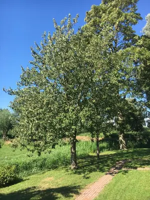 a tree in the middle of a field at Ruim appartement in prachtige fiets-wandelomgeving in Abcoude