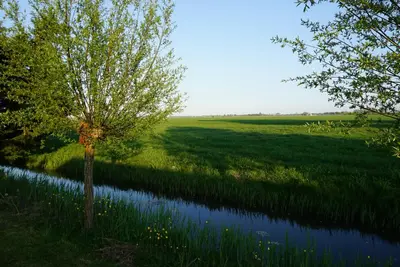a tree in a field next to a river at Chalet at a holiday park in Opmeer near Amsterdam in Opmeer